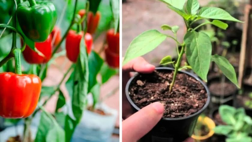 Cómo cultivar pimientos en casa el secreto para tener una producción