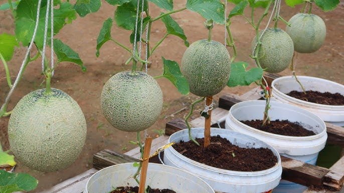 Cómo SEMBRAR MELÓN en CASA 2 Métodos Tecnicas y Trucos de Jardineria