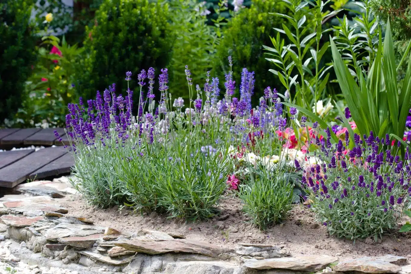 Cómo propagar la lavanda Hay tres formas Fácil Rápida y Fácil