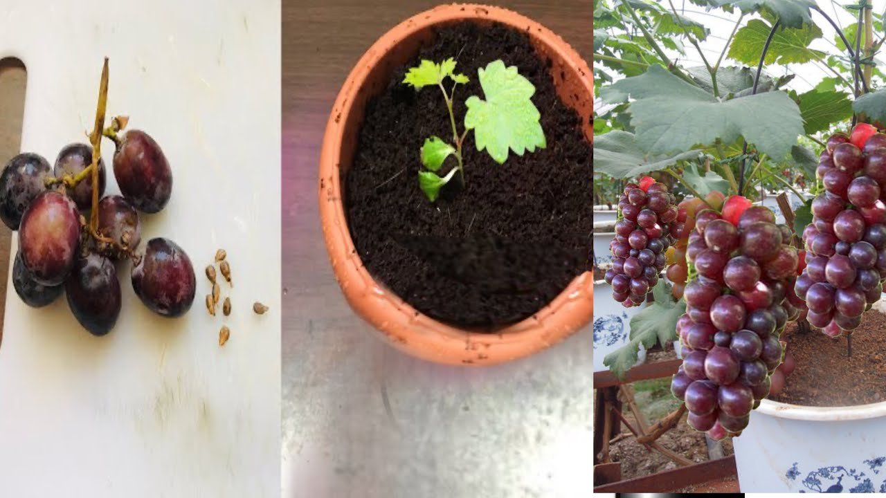 Cultivar Uvas En Casa M S F Cil De Lo Que Parece Tecnicas Y Trucos