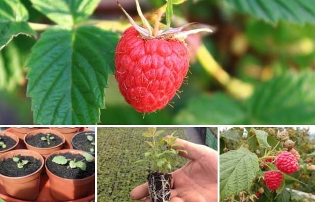 7 secretos para cultivar frambuesas en tu jardín Tecnicas y Trucos de