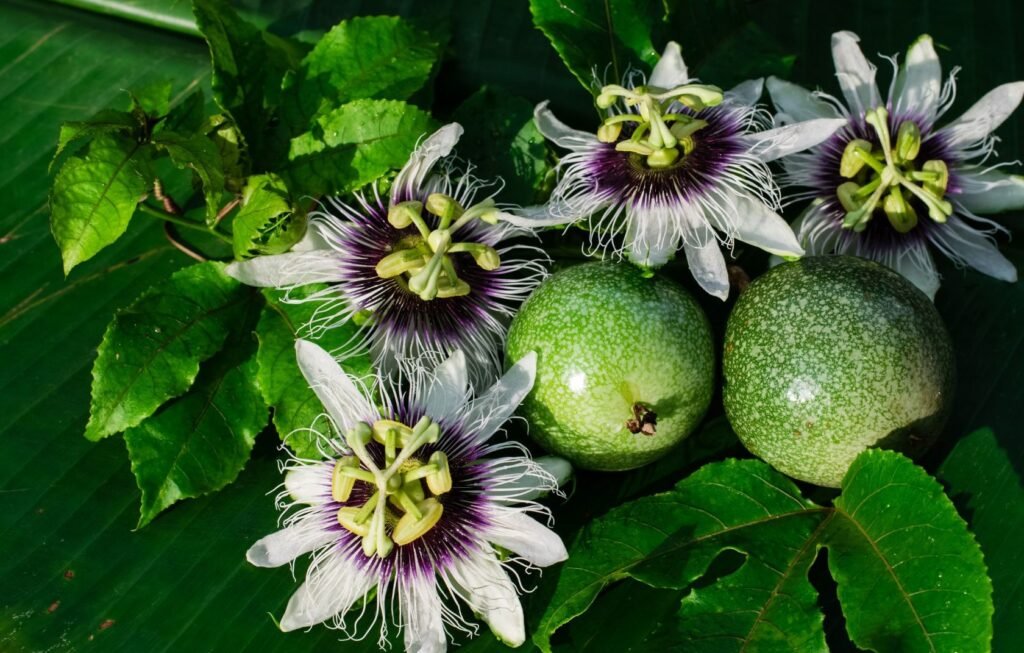 Cómo cultivar Maracuyá a partir de semillas y esquejes Tecnicas y