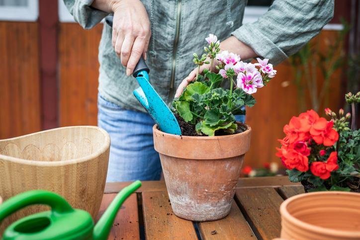 Cómo cultivar geranios cuidados y consejos para mantenerlos