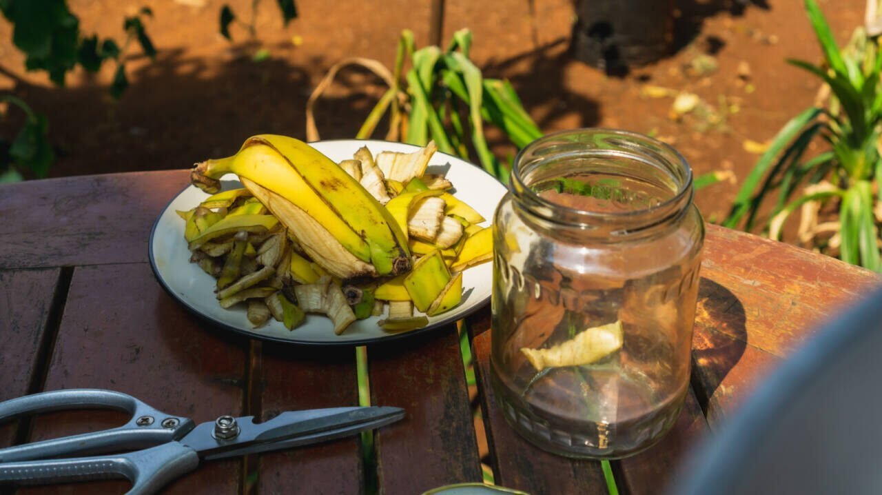 Cómo hacer fertilizante casero con cáscara de plátano para tu jardín