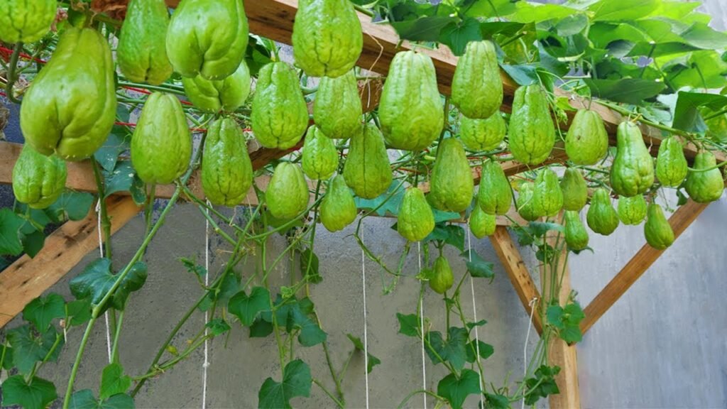 Cómo cultivar chayote en casa en contenedores una guía para cosechas