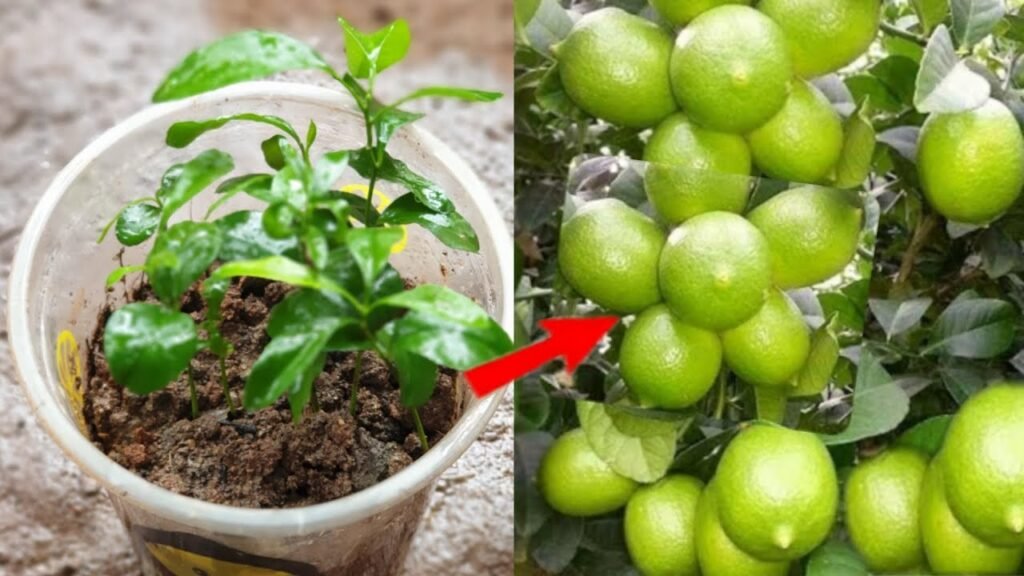 Cómo Plantar Un Limonero En Maceta Paso A Paso Tecnicas Y Trucos De Jardineria 4229