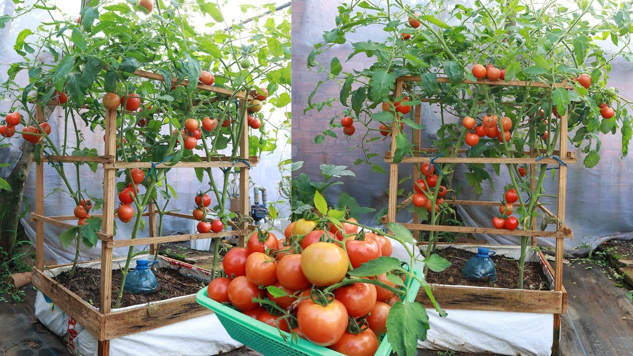 Consejos De Pousse Pousse Para Cultivar Tomates En El Jard N