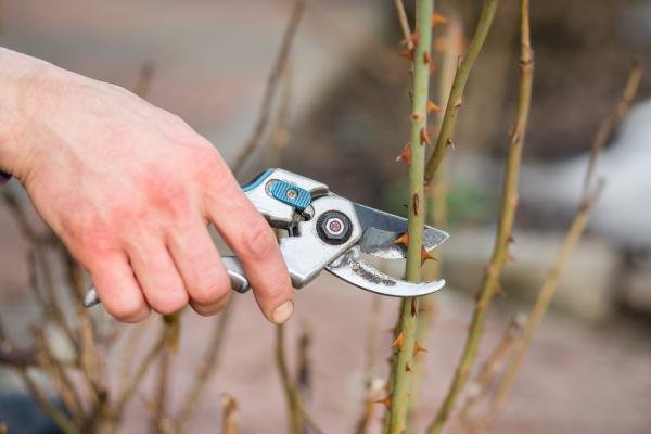 Cuándo Y Cómo Podar Un Rosal Una Sencilla Guía Paso A Paso Tecnicas