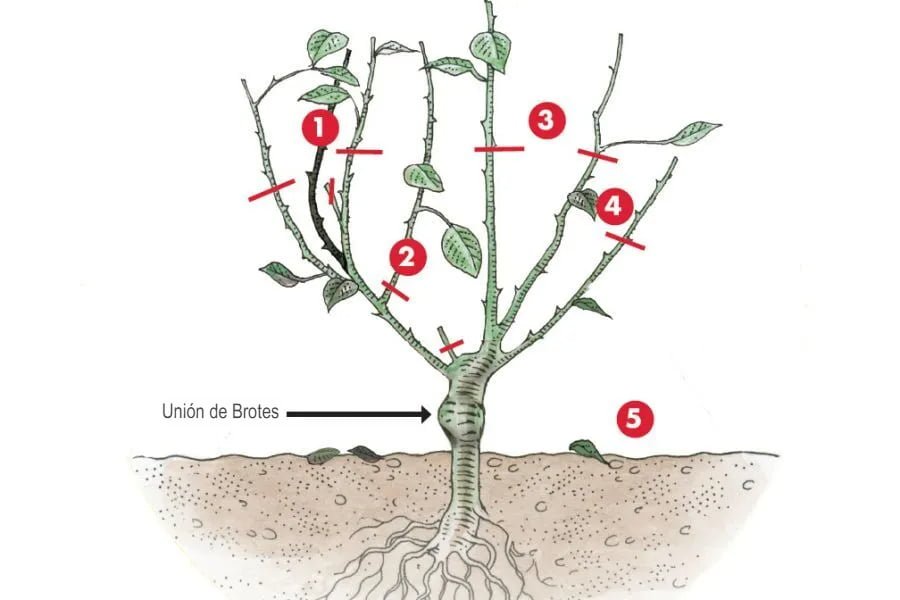 Cuándo Y Cómo Podar Un Rosal: Una Guía Sencilla Paso A Paso – Tecnicas ...