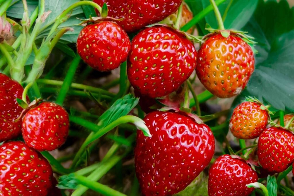 No Necesitas Huerto Mira Cómo Cultivar Fresas En Casa Sin Coste