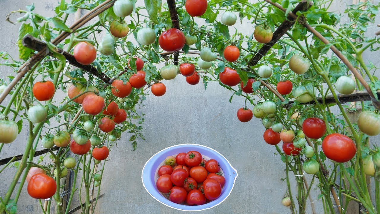 How to Grow Tomatoes in Containers: Complete Beginner's Guide
